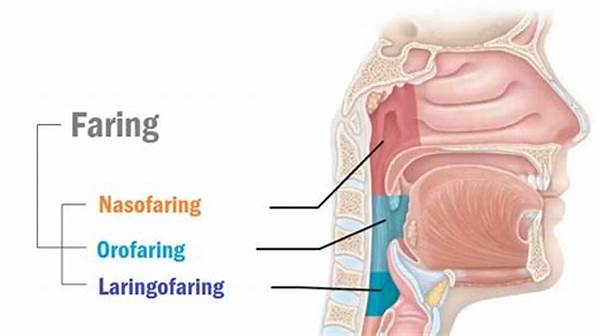 Fungsi Faring Yang Berkaitan Dengan Medis Adalah