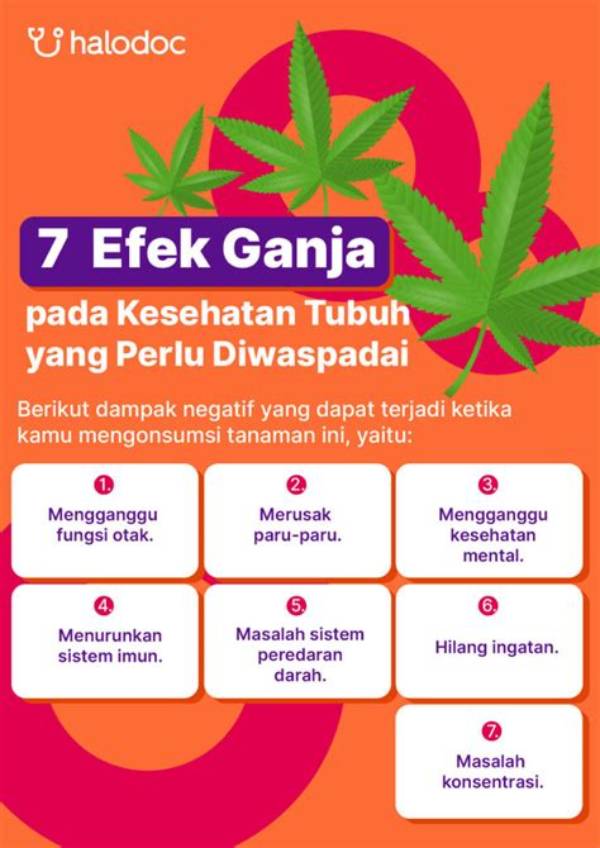 Yang Dimaksud Ganja Medis